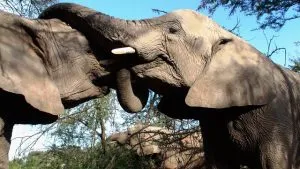Elephants interacting at Kuala Gandah